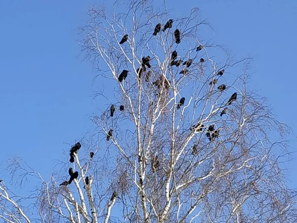 Vögel Auf Den Ästen Eines Großen Baumes — Stockfoto