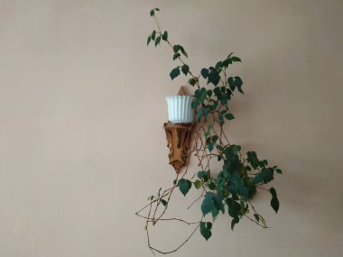 Crowton (lattır. Crton) - Euphorbia (Euphorbiaceae) familyasının bitki cinsi)