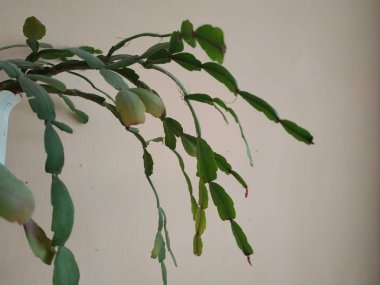 Schlumberger (Latince. Schlumbergera, Lemaire; eş anlamlılar: epiphyllum - Latince. Epiphyllum, Pfeiffer; Zygocactus - Zygocactus, Schumann; Epiphyllantus - Epiphyllanthus, Berger)