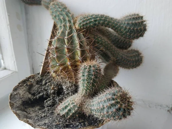 Cactus Cactaceae Οικογένεια Των Χυμωδών Φυτών Της Τάξης Του Γαρύφαλλου — Φωτογραφία Αρχείου