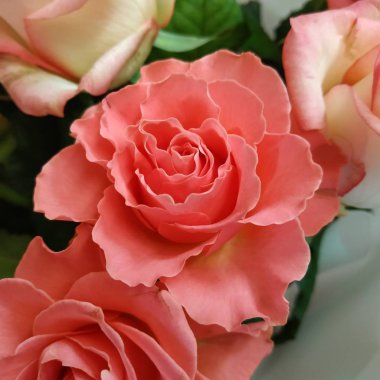 Gül, gül kalçalar (Rosa L.) 