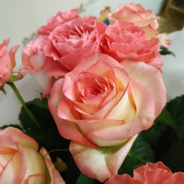 Τριανταφυλλιά Rosa — Φωτογραφία Αρχείου