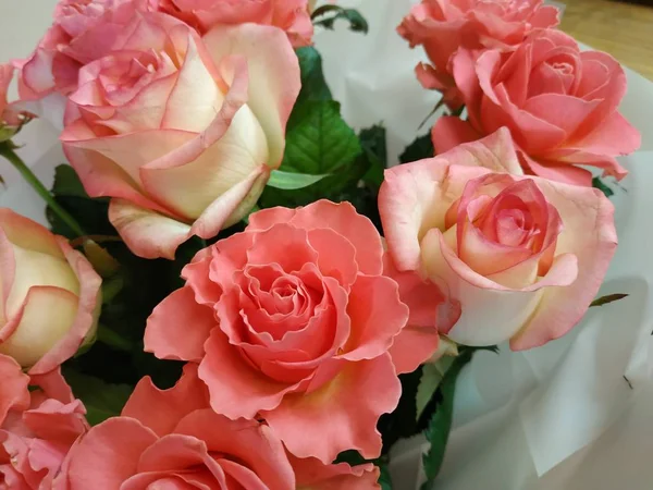 Розы Шиповник — стоковое фото