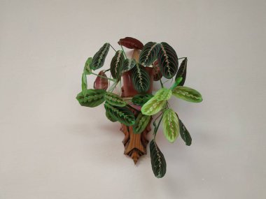 Crowton (lattır. Crton) - Euphorbia (Euphorbiaceae) familyasının bitki cinsi)