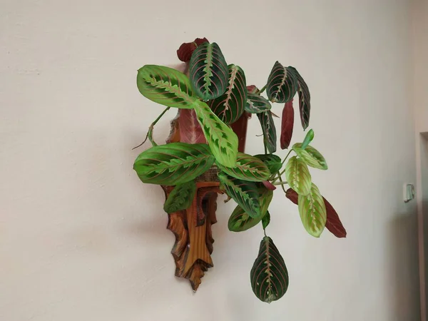 Кроутон Лат Crton Род Растений Семейства Euphorbia Евфорбиевые — стоковое фото