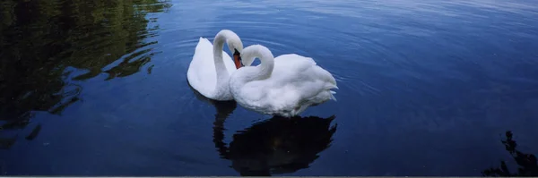 Cygnus Olor Swan — 图库照片