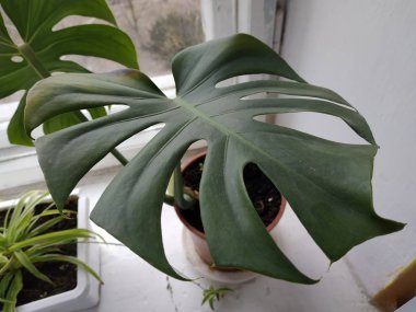 Palmaceae (Lat. Arecaceae, tek oktavlı sınıfından bir odunsu bitki familyasıdır..