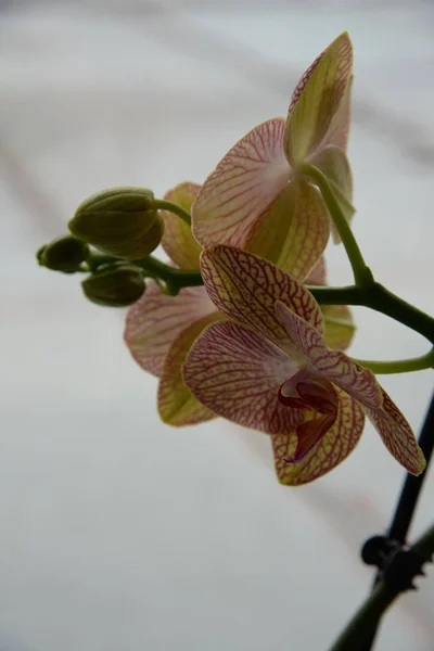 Zozuliantsev Eller Orchidaceae Orchidaceae Hemlandet För Monocotyledons Perenna Terrestra Eller — Stockfoto