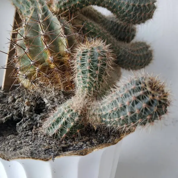 Cactus Cactaceae Familie Van Sappige Anjers Caryophyllales — Stockfoto