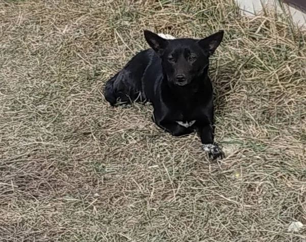 Σκύλος Οικόσιτος Σκύλος Canis Lupus Familiaris Canis Familiaris — Φωτογραφία Αρχείου