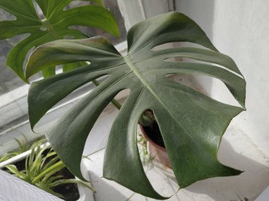 Palmaceae (Lat. Arecaceae, tek oktavlı sınıfından bir odunsu bitki familyasıdır..