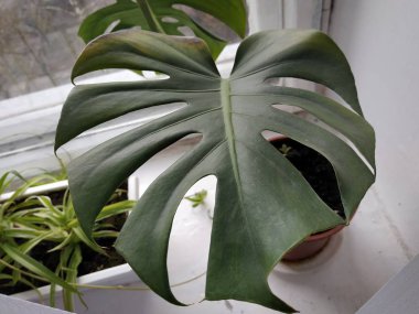 Palmaceae (Lat. Arecaceae, tek oktavlı sınıfından bir odunsu bitki familyasıdır..