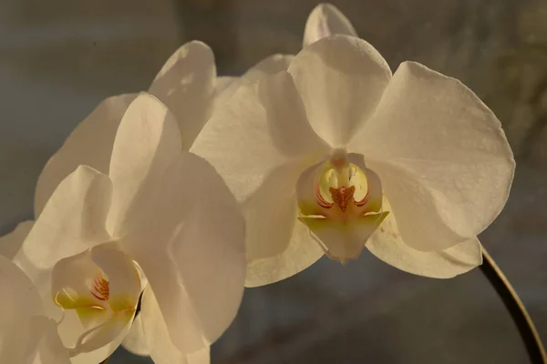 Zozuliantsev Orchidaceae Orchidaceae Het Thuisland Van Eenjarige Terrestrische Epifytische Eenjarige — Stockfoto