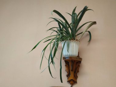 Epiphyllum (lat. Epiphyllum) - kaktüs ailesinin epifitik kaktüsü cinsi.