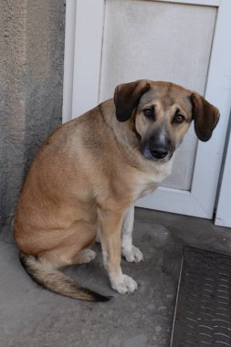 Köpek ya da evcil köpek (Canis lupus familiaris))