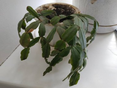 Schlumberger (Latince. Schlumbergera, Lemaire; eş anlamlılar: epiphyllum - Latince. Epiphyllum, Pfeiffer; Zygocactus - Zygocactus, Schumann; Epiphyllantus - Epiphyllanthus, Berger)