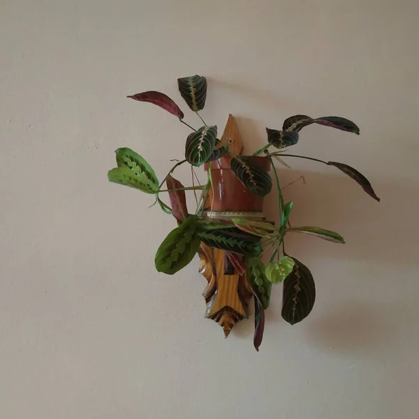 Crowton Lat Crton Rodzaj Roślin Rodziny Euphorbia Euphorbiaceae — Zdjęcie stockowe