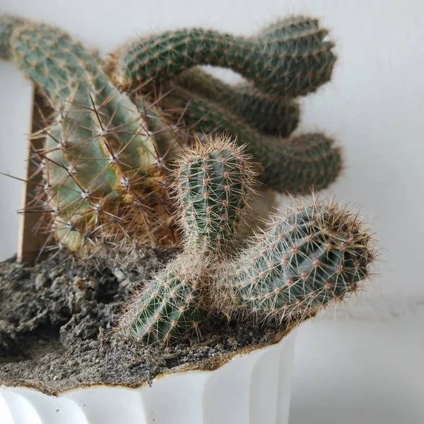 Cactus Cactaceae Família Plantas Suculentas Ordem Dos Cravos Caryophyllales — Fotografia de Stock
