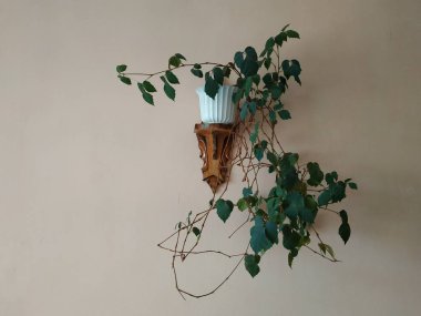 Crowton (lattır. Crton) - Euphorbia (Euphorbiaceae) familyasının bitki cinsi)