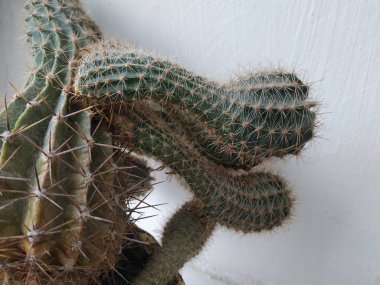 Kaktüs (Kaktaceae) - karanfil (Caryophyllales) familyasından sulu bitkiler familyasıdır.)