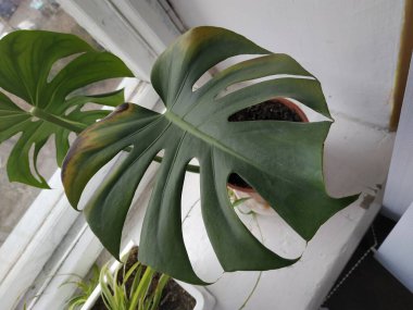 Palmaceae (Lat. Arecaceae, tek oktavlı sınıfından bir odunsu bitki familyasıdır..