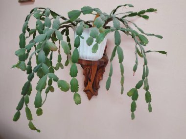 Schlumberger (Latince. Schlumbergera, Lemaire; eş anlamlılar: epiphyllum - Latince. Epiphyllum, Pfeiffer; Zygocactus - Zygocactus, Schumann; Epiphyllantus - Epiphyllanthus, Berger)