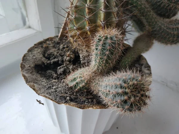 Cactus Cactaceae Família Plantas Suculentas Ordem Dos Cravos Caryophyllales — Fotografia de Stock