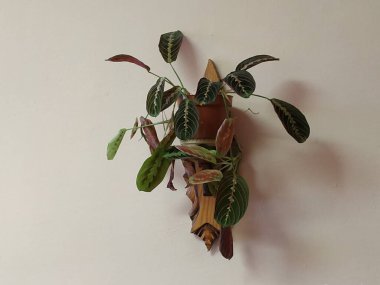 Crowton (lattır. Crton) - Euphorbia (Euphorbiaceae) familyasının bitki cinsi)