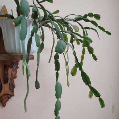 Schlumberger (Latince. Schlumbergera, Lemaire; eş anlamlılar: epiphyllum - Latince. Epiphyllum, Pfeiffer; Zygocactus - Zygocactus, Schumann; Epiphyllantus - Epiphyllanthus, Berger)