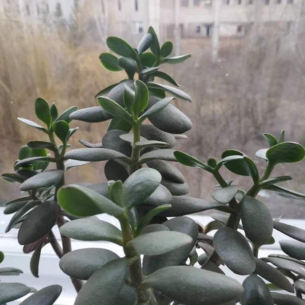 Hombre Gordo Hombre Gordo Belleza Crassula — Foto de Stock