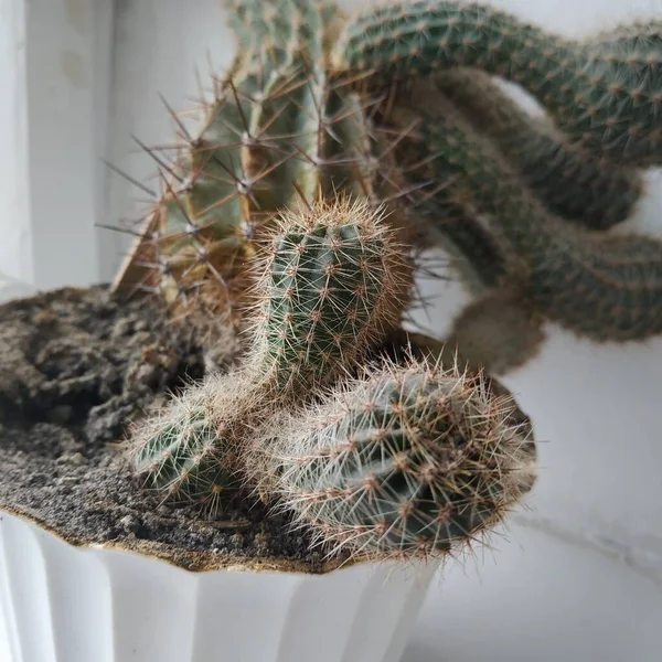 Cactus Cactaceae Familie Van Sappige Anjers Caryophyllales — Stockfoto