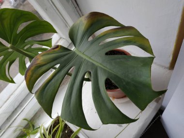 Palmaceae (Lat. Arecaceae, tek oktavlı sınıfından bir odunsu bitki familyasıdır..