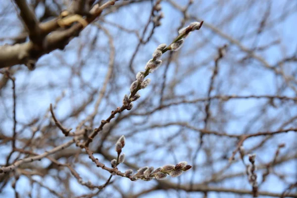 Willow Salix Stas Willow Vid Prasl Jva — Stock Photo, Image