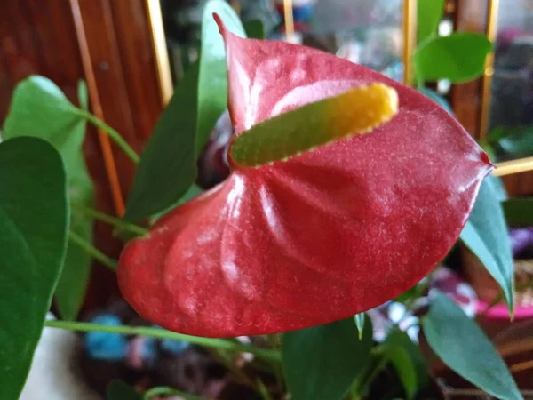 Anthurium Latince Anthrium Aroidler Araceae Familyasından Bir Bitki Familyası — Stok fotoğraf