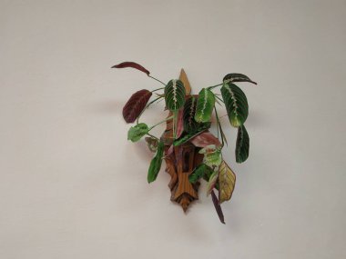 Crowton (lattır. Crton) - Euphorbia (Euphorbiaceae) familyasının bitki cinsi)