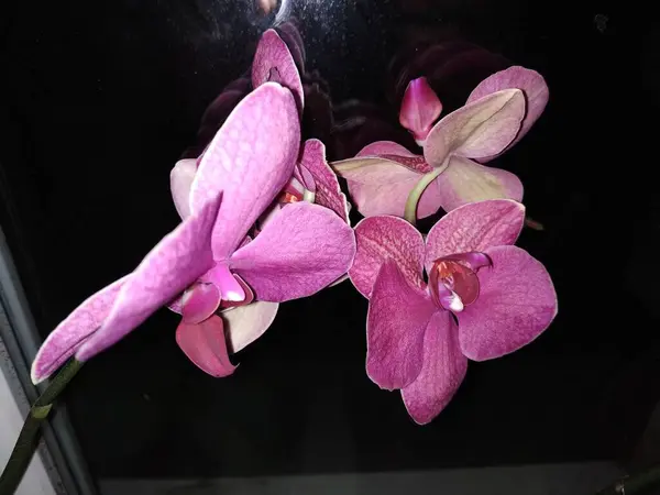 Zozuliantsev Orchidaceae Orchidaceae Patria Los Monocotiledones Perennes Terrestres Epífitas Los —  Fotos de Stock