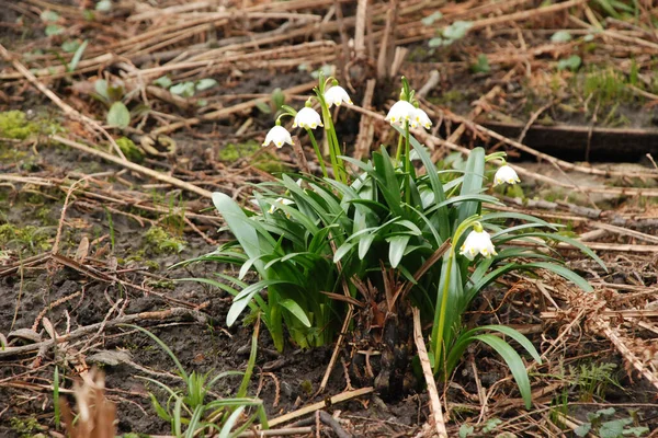 Primavera Whiteflower Lat Leucojum Vernum — Fotografia de Stock