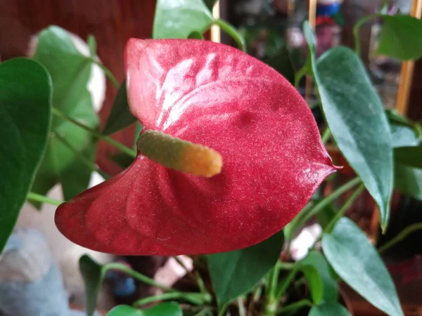 Anthurium Anthrium Latin Une Famille Plantes Feuilles Persistantes Famille Des — Photo