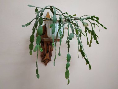 Schlumberger (Latince. Schlumbergera, Lemaire; eş anlamlılar: epiphyllum - Latince. Epiphyllum, Pfeiffer; Zygocactus - Zygocactus, Schumann; Epiphyllantus - Epiphyllanthus, Berger)