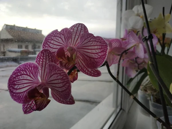 Zozuliantsev Orchidaceae Orchidaceae Bitkisel Bitkilerin Uzun Ömürlü Karasal Veya Epifiz — Stok fotoğraf