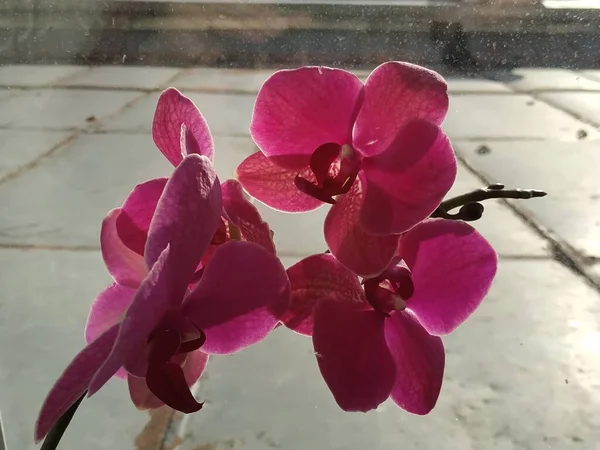 Zozuliantsev Orchidaceae Orchidaceae Patria Monocotiledoni Perenni Terrestri Epifiti Tropici Piante — Foto Stock