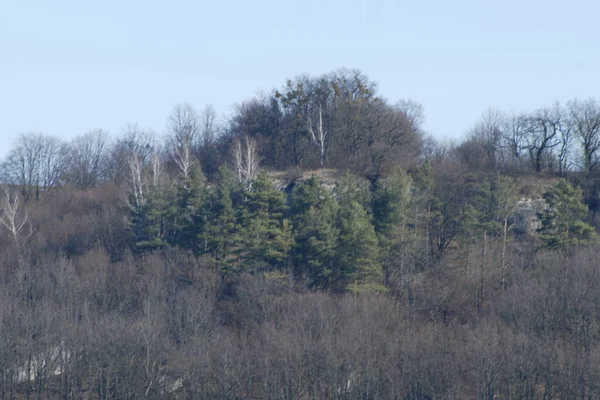 Forêt Pins Enneigés Sur Montagne — Photo