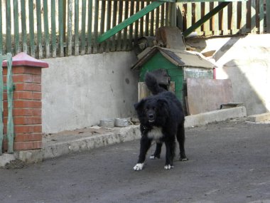 Köpek ya da evcil köpek (Canis lupus familiaris))