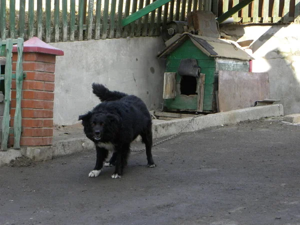 Dog Domestic Dog Canis Lupus Familiaris Canis Familiaris — Stock Photo, Image