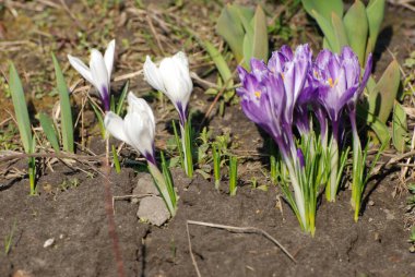 Bahar safranı (lat.crocus vernus))