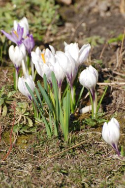 Bahar safranı (lat.crocus vernus))