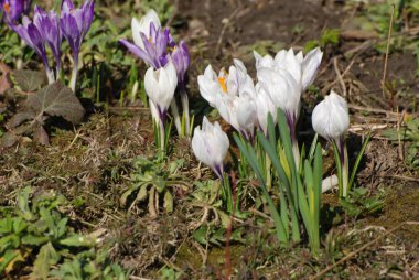 Bahar safranı (lat.crocus vernus))