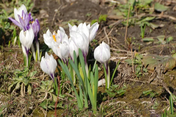 Frühlings Safran Oder Frühlings Krokus Lat Crocus Vernus — Stockfoto