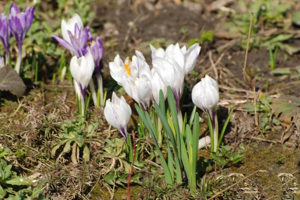 Frühlings Safran Oder Frühlings Krokus Lat Crocus Vernus — Stockfoto