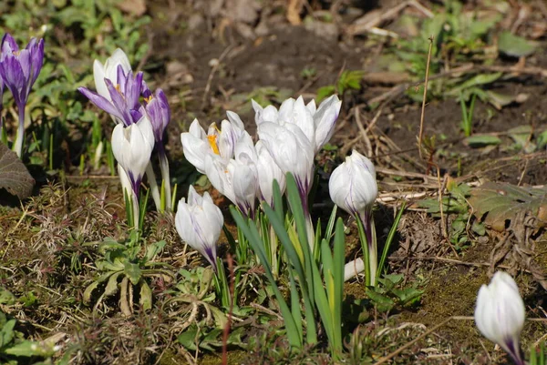 Tavaszi Sáfrány Vagy Tavaszi Crocus Lat Crocus Vernus — Stock Fotó